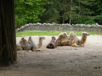 zywa_lekcja_biologii (16)