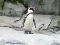 zywa_lekcja_biologii (21)