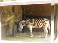 zywa_lekcja_biologii (22)